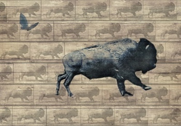 Running Buffalo with Butterfly