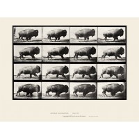 Eadweard Muybridge - Running Buffalo